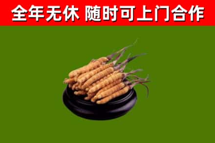 大竹回收冬虫夏草