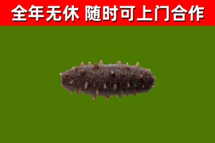 大竹回收海参干